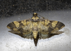 Orphanostigma angustale
