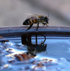 Apis mellifera scutellata