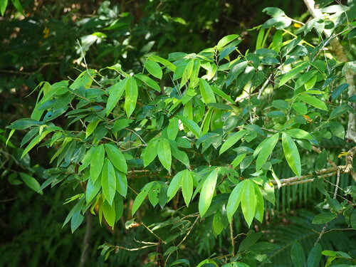 Image of Bridelia Balansae (Bridelia balansae) by no rights reserved