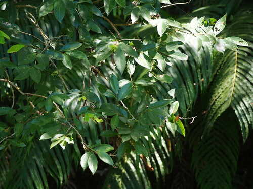 Image of Bridelia Balansae (Bridelia balansae) by no rights reserved