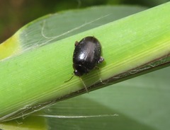 Scirtes hemisphaericus