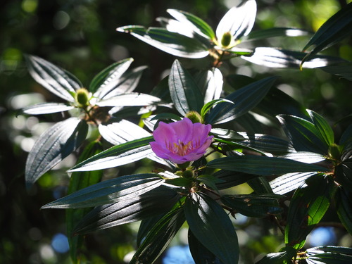 Image of Melastoma sanguineum by no rights reserved