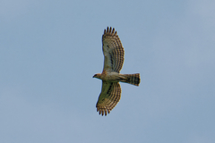 Cassin's Hawk-Eagle photo 5