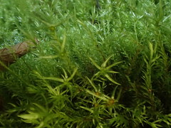 Pohlia longibracteata