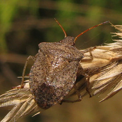 Euschistus conspersus