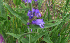 Penstemon deaveri