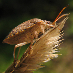 Euschistus conspersus