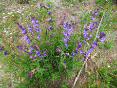 Penstemon deaveri