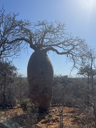 Image of Adansonia rubrostipa by (c) Rob Foster, some rights reserved (CC BY)