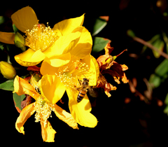 Apis mellifera scutellata