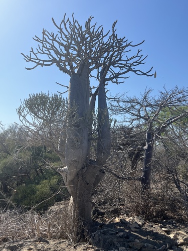 Pachypodium geayi