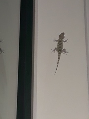 Tarentola mauritanica