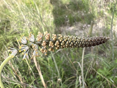 Image of Schoenocaulon texanum by (c) Andy Jordan, some rights reserved (CC BY)