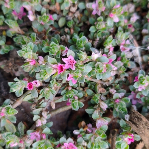 Tiny-Flower Knotweed (Polygonum chaturbhujanum)