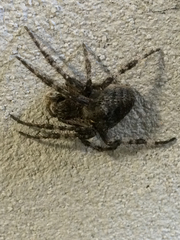 Araneus saevus