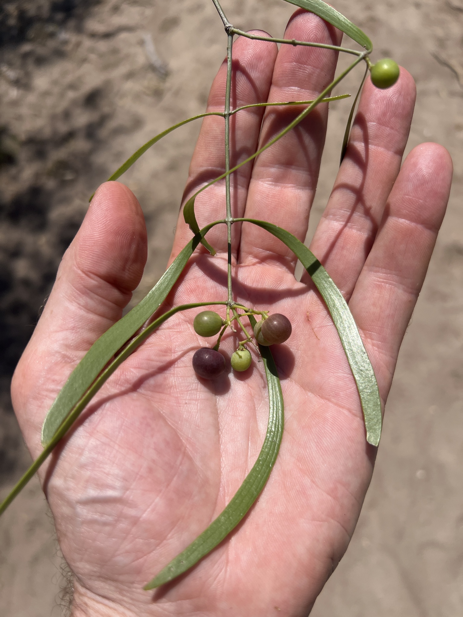 Salvadora angustifolia
