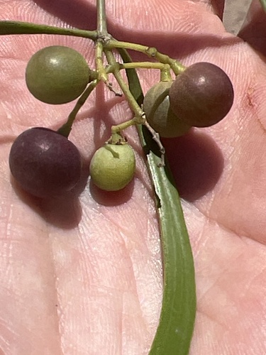 Image of Salvadora Angustifolia (Salvadora angustifolia) by (c) Rob Foster, some rights reserved (CC BY)