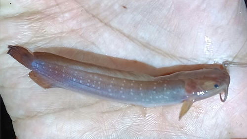 Forest walking catfish (Clarias leiacanthus) — Clariidae