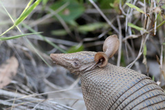 Dasypus septemcinctus septemcinctus