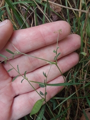 Vicia hirsuta