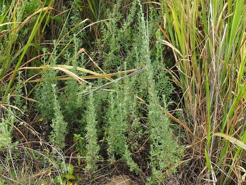 Fedde’s wormwood (Artemisia lancea)