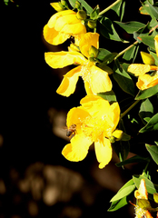 Apis mellifera scutellata