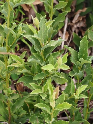 Image of Lindera glauca by no rights reserved