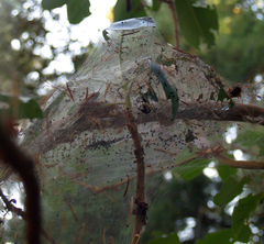 Malacosoma californica