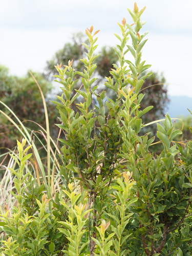 Image of Lindera glauca by no rights reserved
