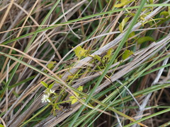 Clematis chinensis, photograph 葉子, CC0, iNaturalist via GBIF