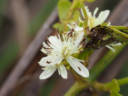 Clematis chinensis, photograph 3