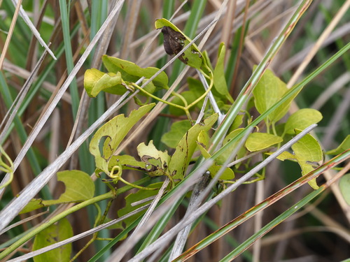 Clematis chinensis, photograph 5