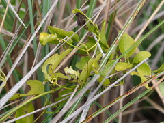 Clematis chinensis, photograph 葉子, CC0, iNaturalist via GBIF