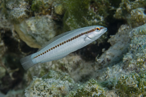 Slippery Dick