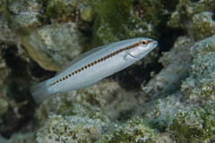 Slippery Dick photo 4