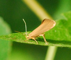 Crassa unitella