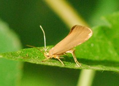 Crassa unitella