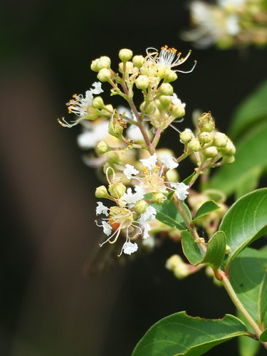 Image of Lagerstroemia subcostata by no rights reserved