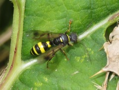 Lestiphorus bicinctus
