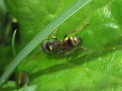 Lestiphorus bicinctus