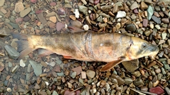 Catostomus catostomus