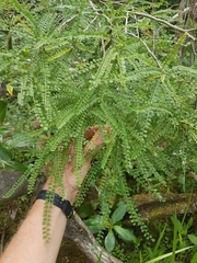 Sophora longicarinata