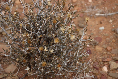 Image of Pteronia sordida by (c) Tony Rebelo, some rights reserved (CC BY-SA)