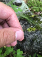Carex cephalophora