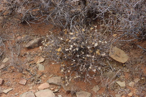 Image of Pteronia sordida by (c) Tony Rebelo, some rights reserved (CC BY-SA)