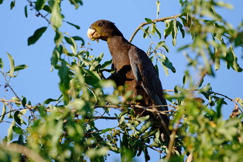 Greater Vasa Parrot (Coracopsis vasa), photo 6