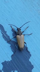 Trigonarthris proxima