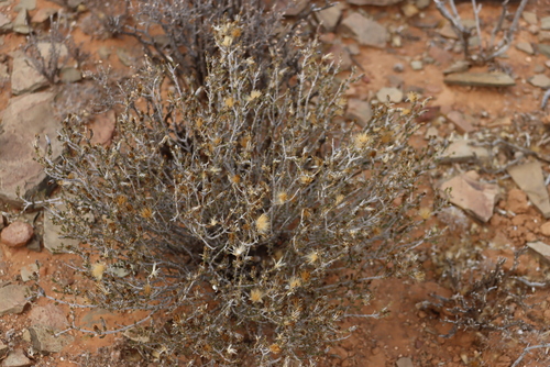 Image of Pteronia sordida by (c) Tony Rebelo, some rights reserved (CC BY-SA)