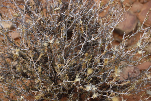 Image of Pteronia sordida by (c) Tony Rebelo, some rights reserved (CC BY-SA)