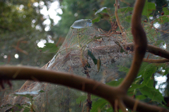 Malacosoma californica